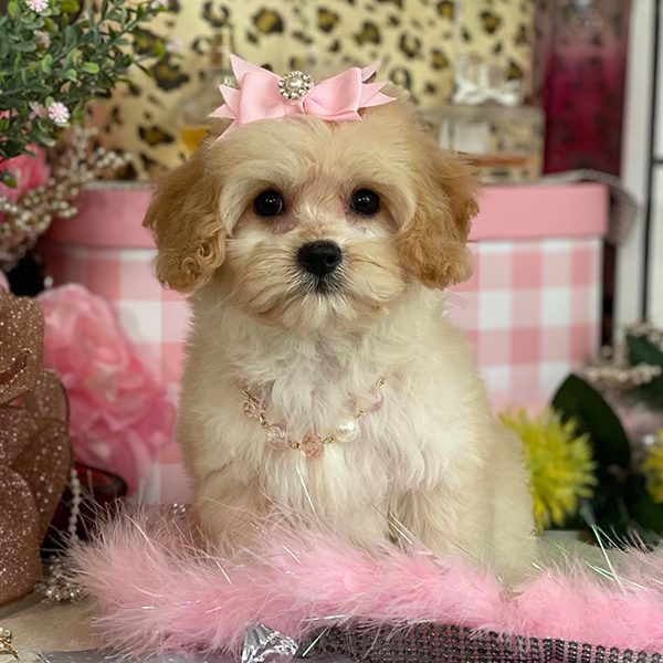 Pawsitively Exclusive Cavapoochon Puppies | Cavapoochons R Us